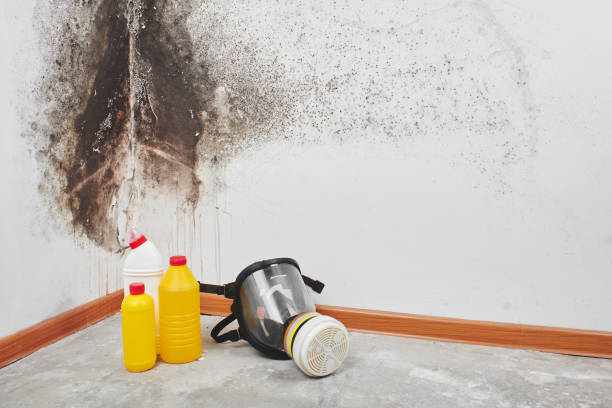 Best Mold Remediation Experts  in Farngton, MI