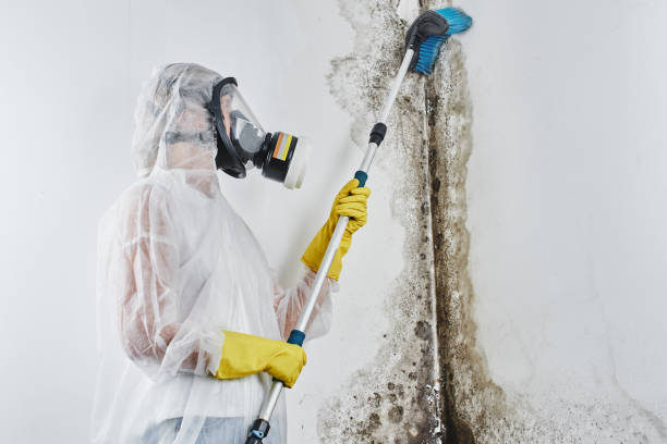Best Mold Testing  in Farngton, MI