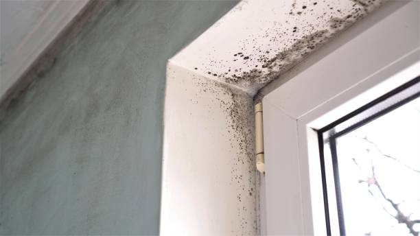 Best Office Mold Removal Services  in Farngton, MI