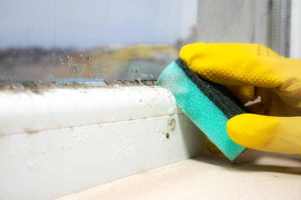 Best Emergency Mold Removal  in Farngton, MI