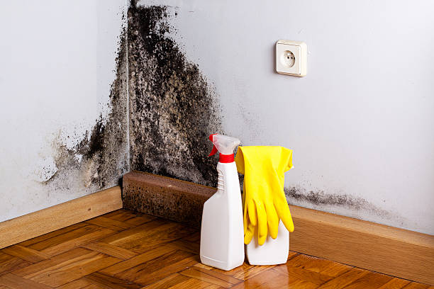 Best Mold Remediation Services  in Farngton, MI