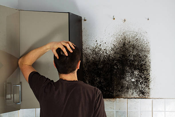 Best Mold Removal Company Near Me  in Farngton, MI