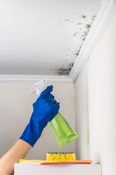 Mold Removal and Inspection in Farmington, MI